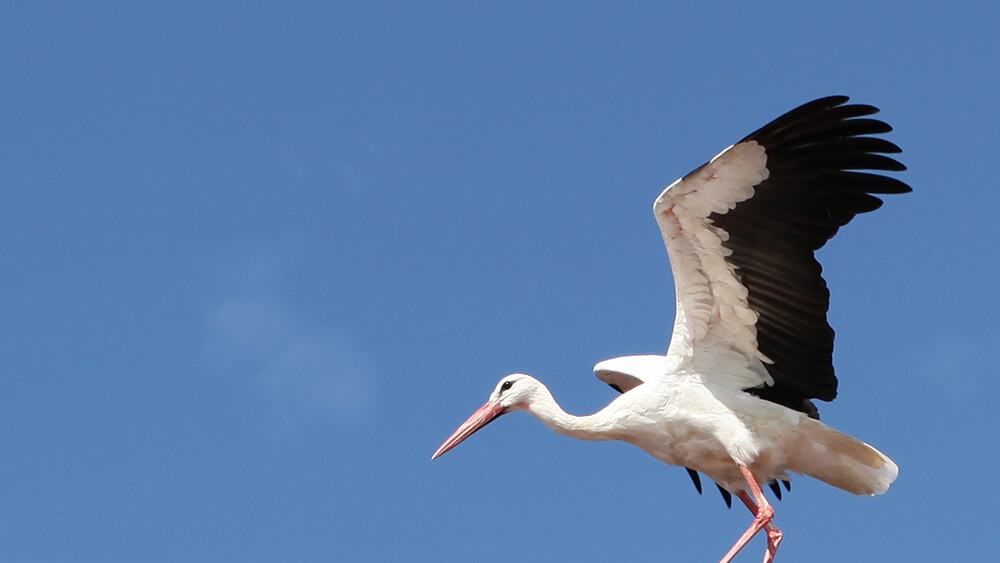 Tierfotografie Creative Joe Berlin