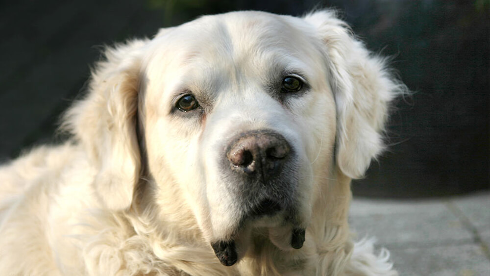 Tier-Shooting Creative Joe Berlin Natur